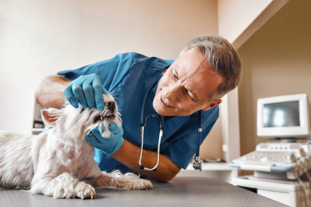 Best Emergency Tooth Extraction in Shepherdstown, WV